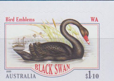 Schwarzer Schwan 2020, sk, a.MH