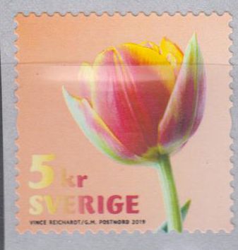 Tulpen 2019, rot, sk, v. Rolle