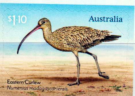 Wanderküstenvögel, Curlew, sk, a.MH