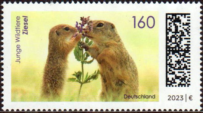 Junge Wildtiere 2023, Ziesel