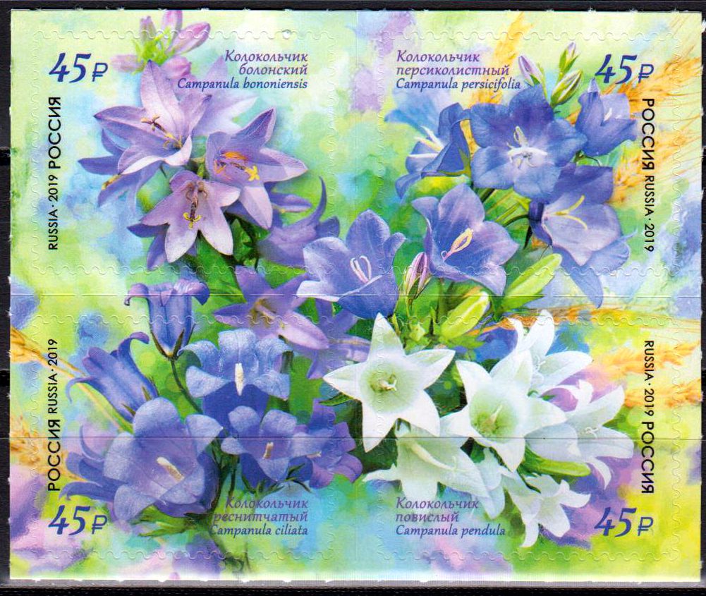 Flora Russlands, Glockenblume, sk