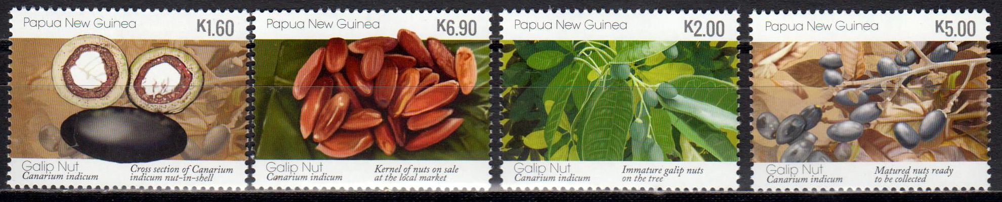 Canarium indicum, Nüsse