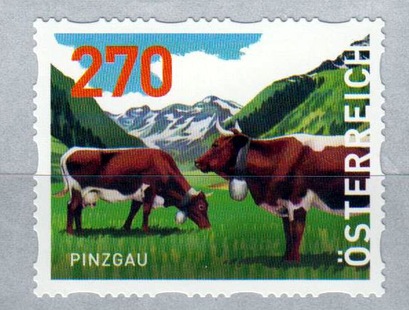 Pinzgau 2019, Kühe, sk, von Rolle