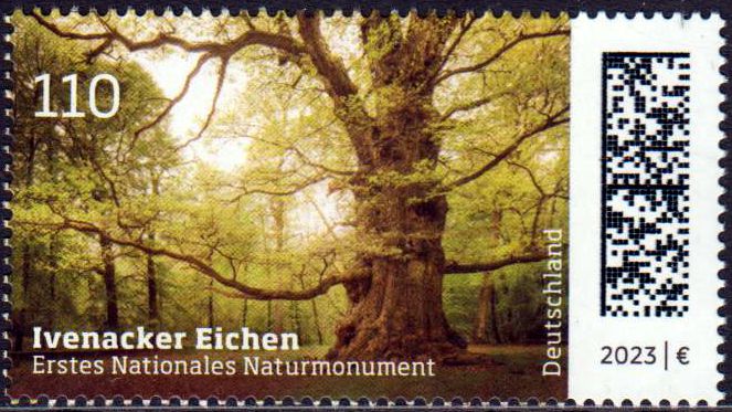 Ivenaucker Eichen 2023