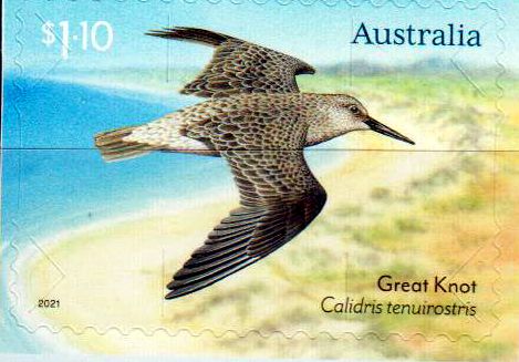Wanderküstenvögel, Great Knot, sk, a.MH