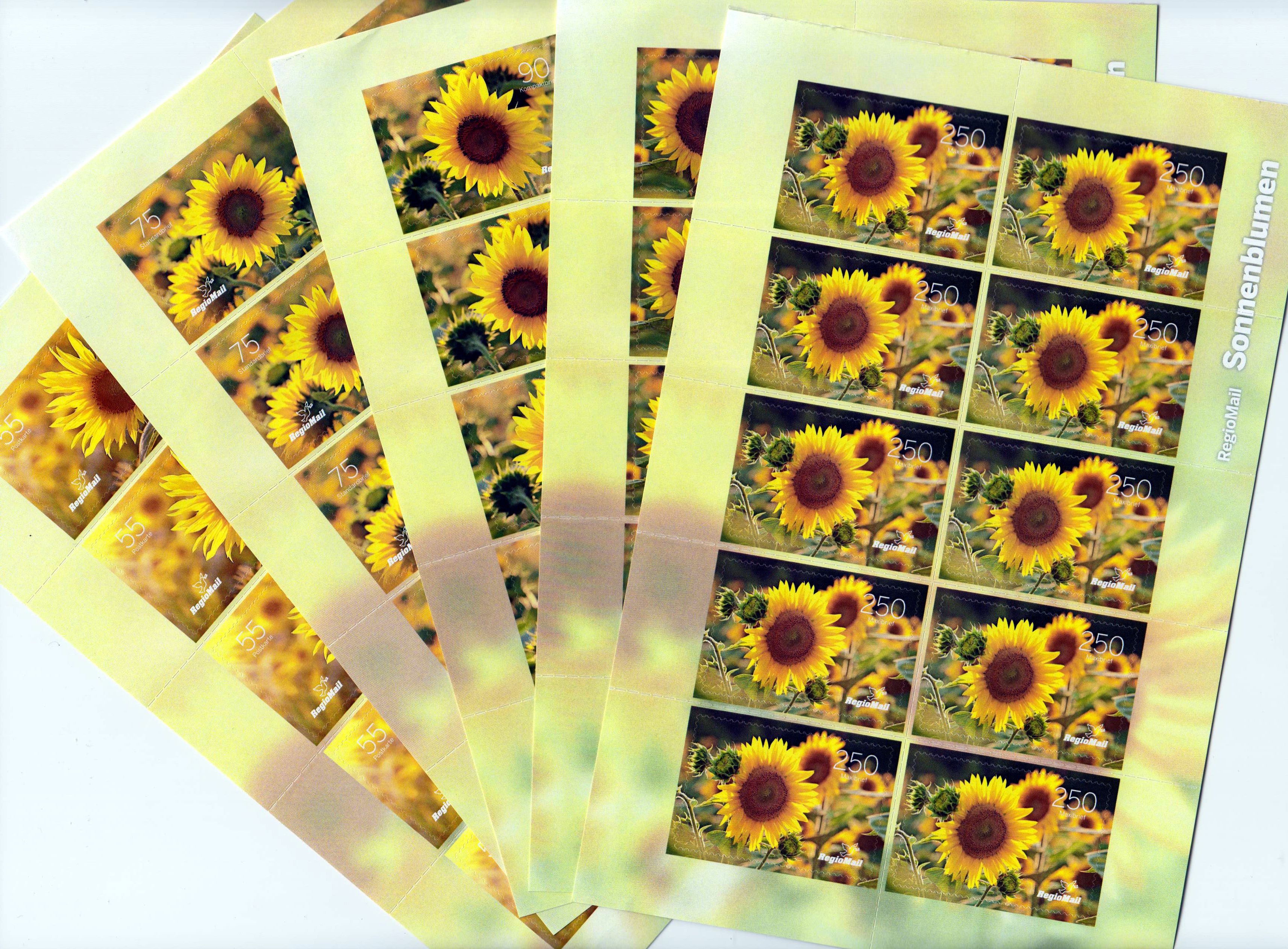 Sonnenblumen 2020