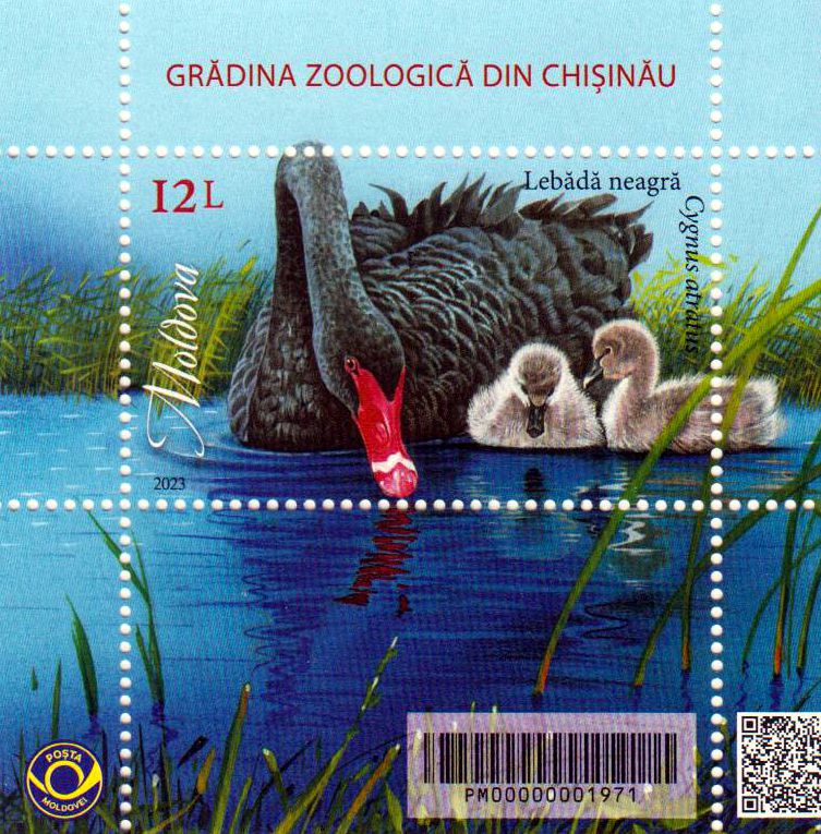 Block: Zoologischer Garten Kishinev 2023, Schwan