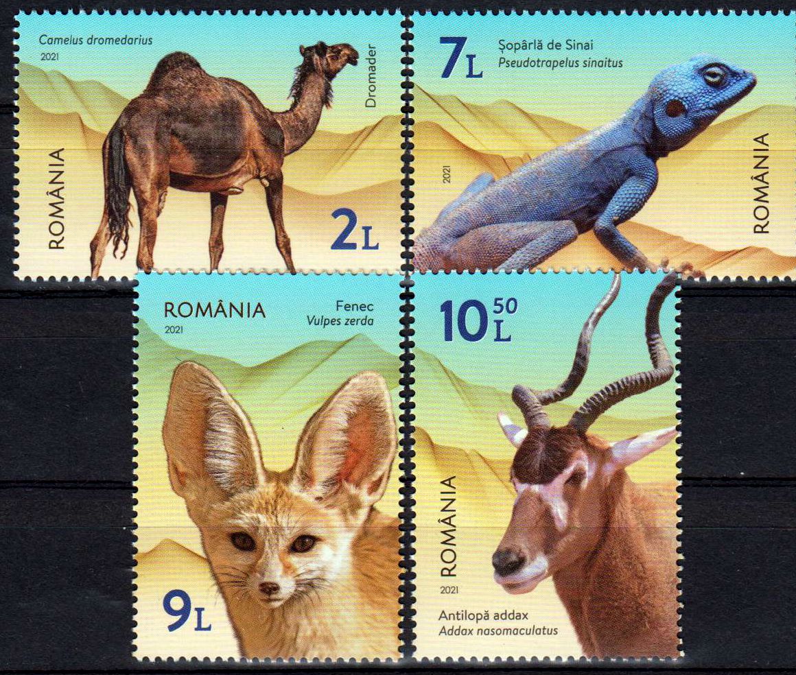 Tiere der Wüste 2021, Kamel, Antilope