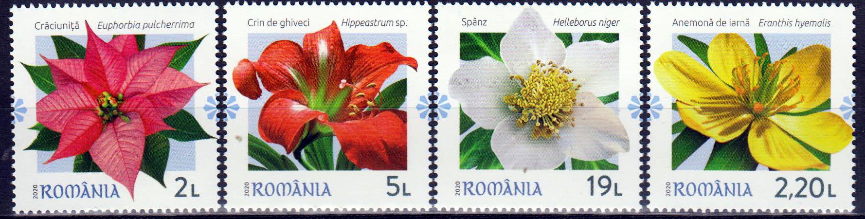 Winterblumen 2020