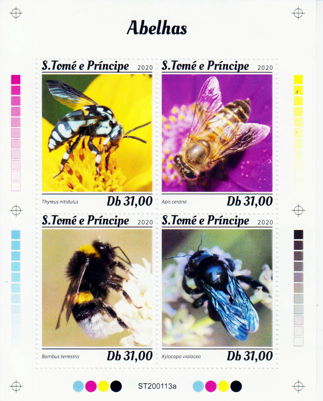 Bienen 2020, Honigbiene, Erdhummel