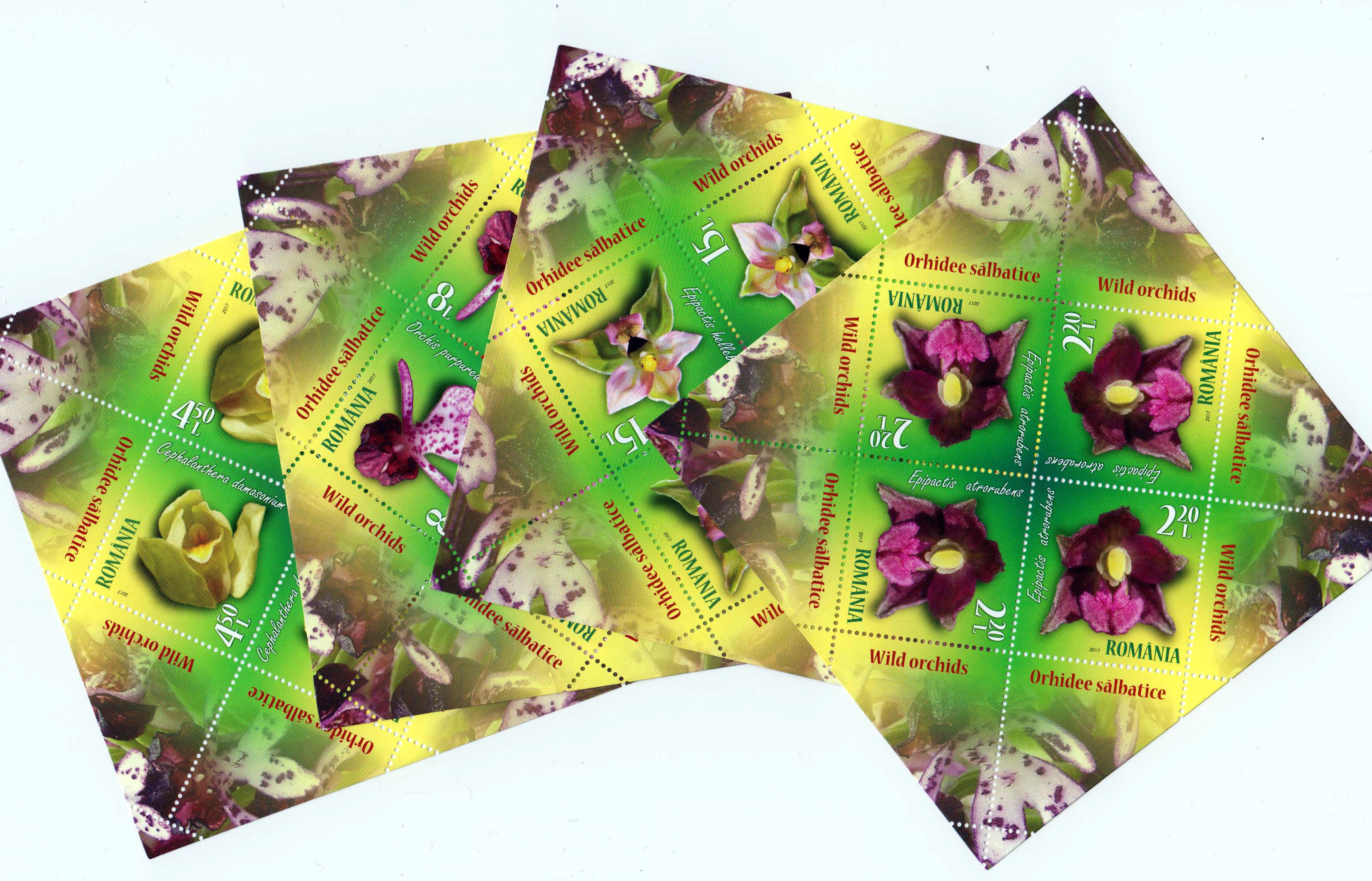 Orchideen 2017