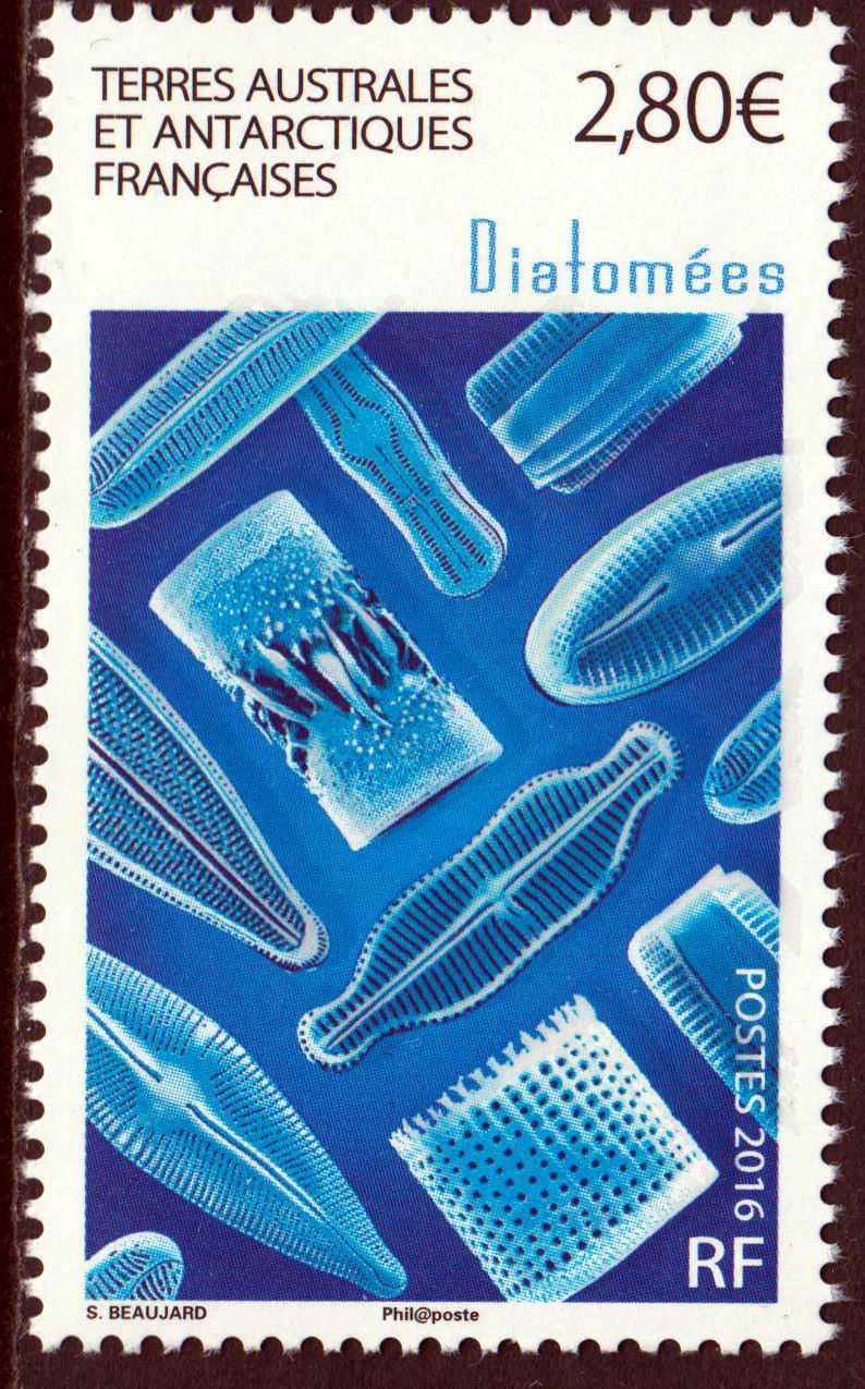 Meereskiesalgen (16P06)