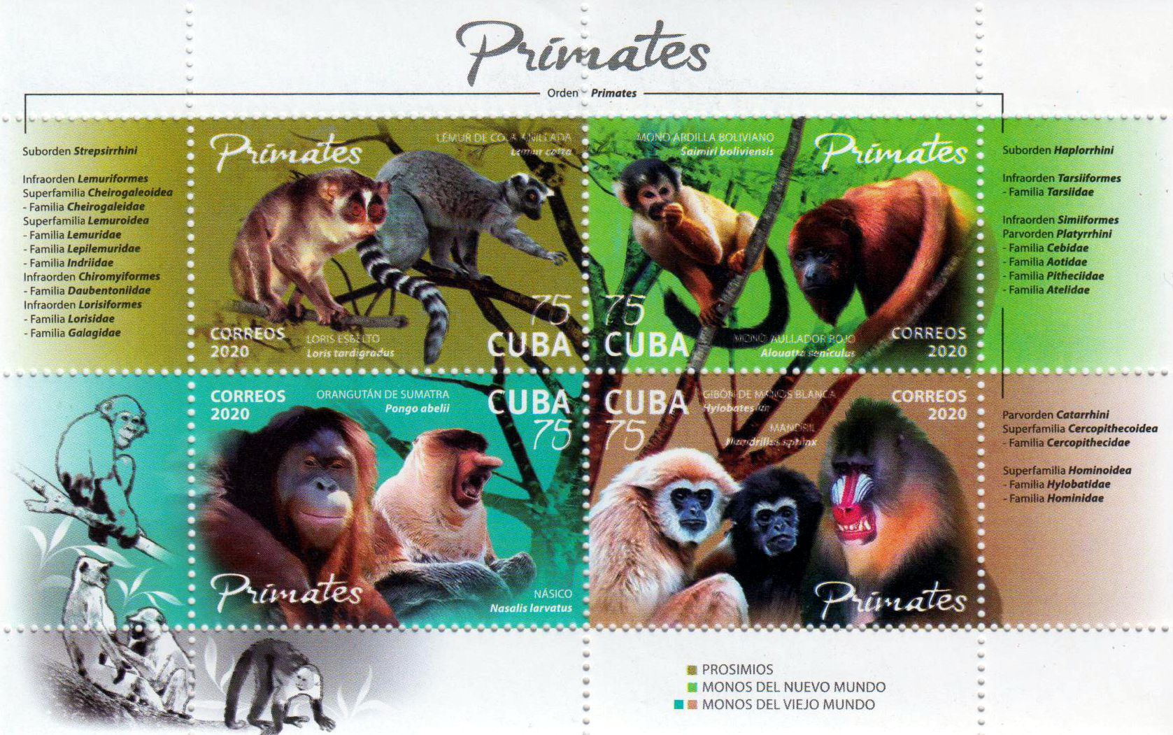 Block: Primaten 2020, Lemur ratta