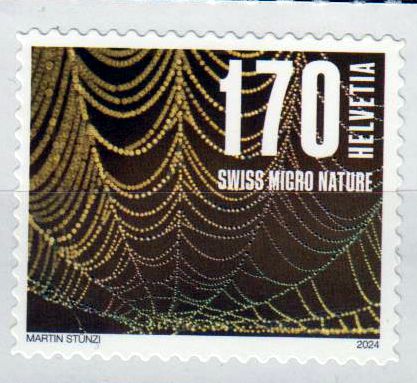 Dauer: Naturmuster 2024, Spinnennetz, sk