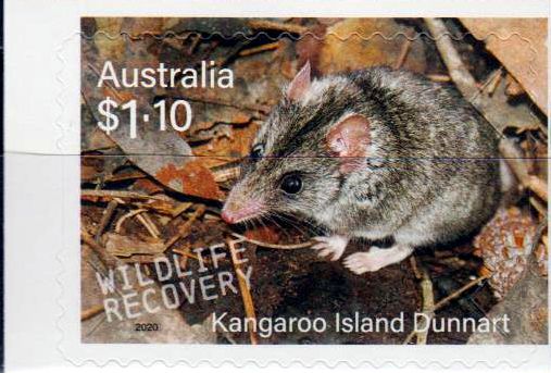 Dunnart 2020, sk, a.MH