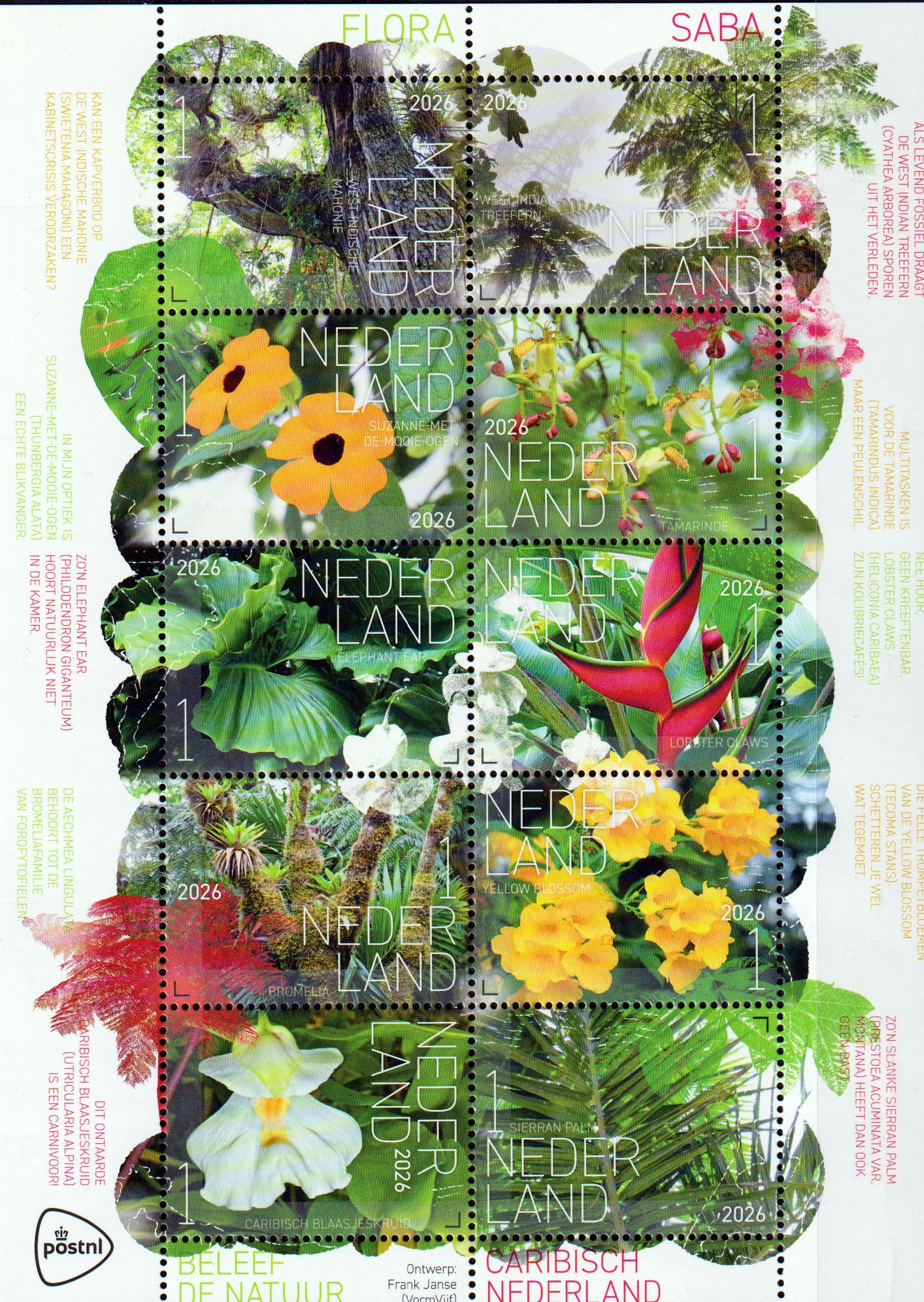 Flora auf Saba 2026