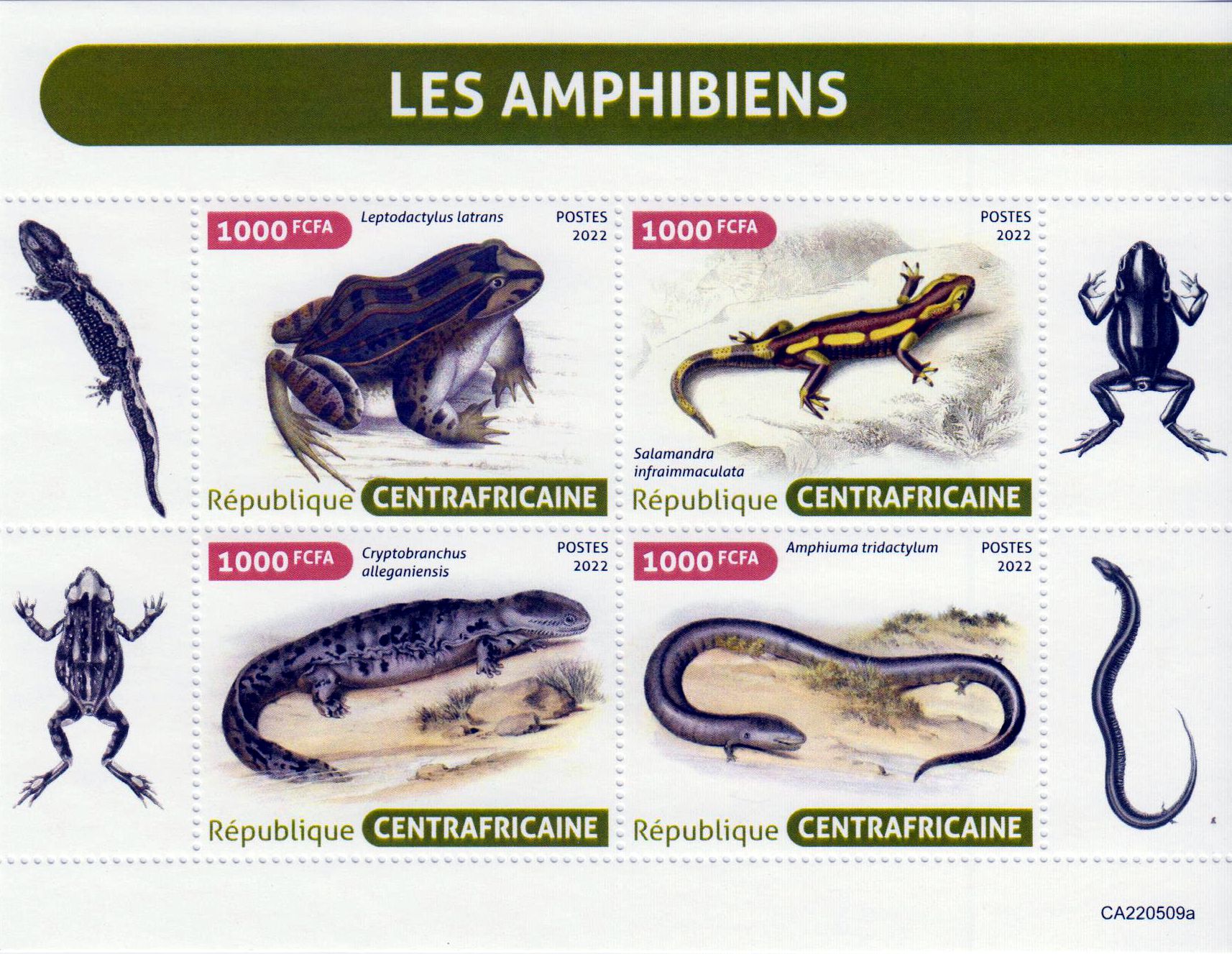 Amphibien 2022, Frosch, Salamander