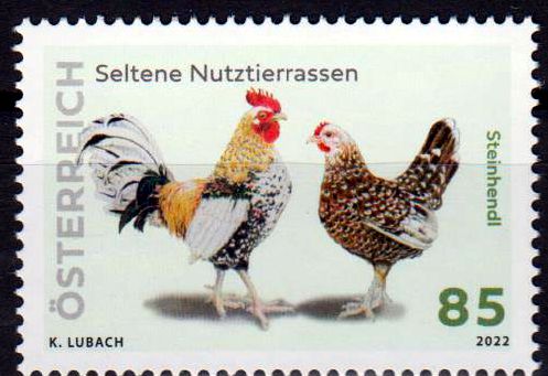 Steinhendl 2022, Hühnerrasse