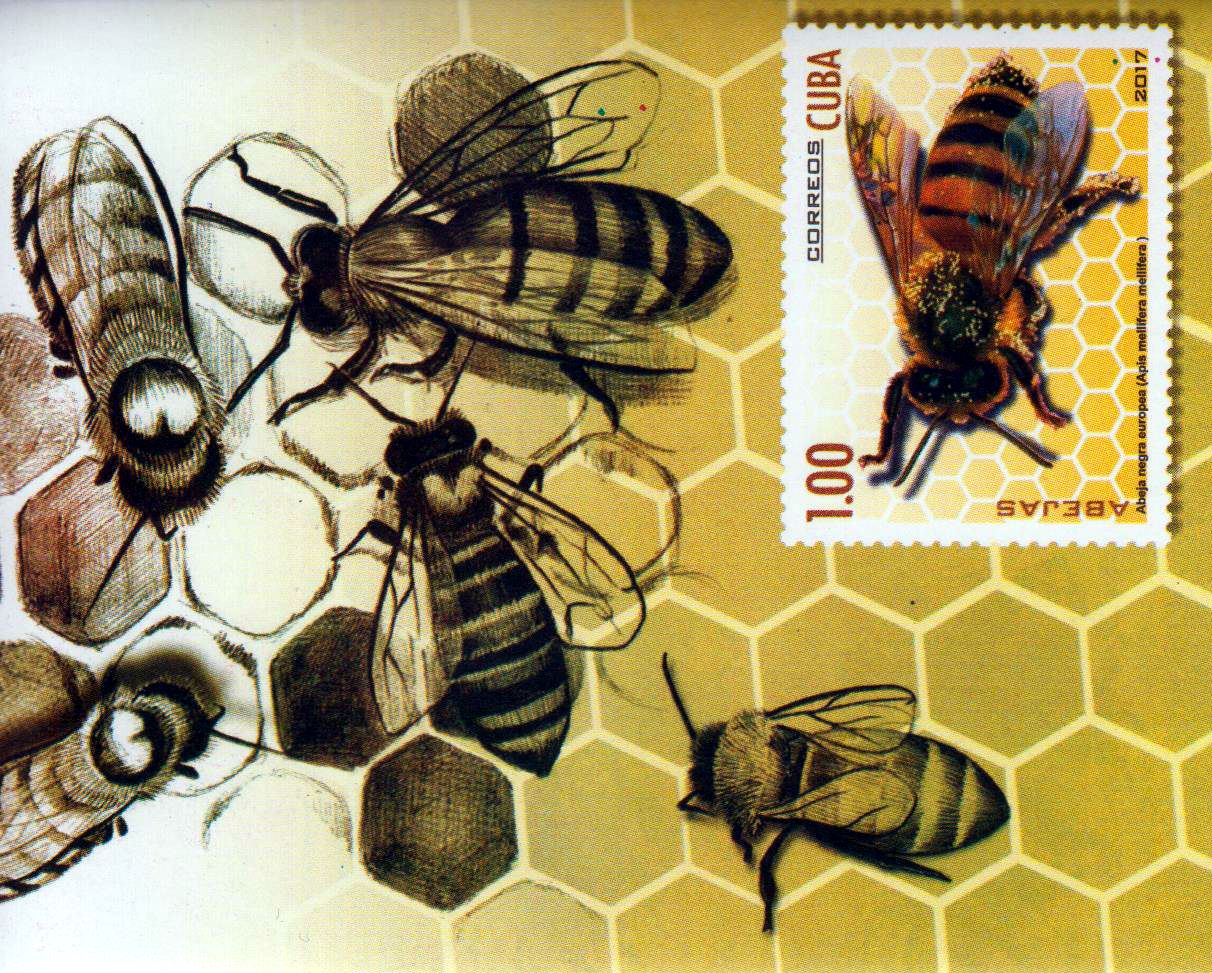 Block: Bienen 2017