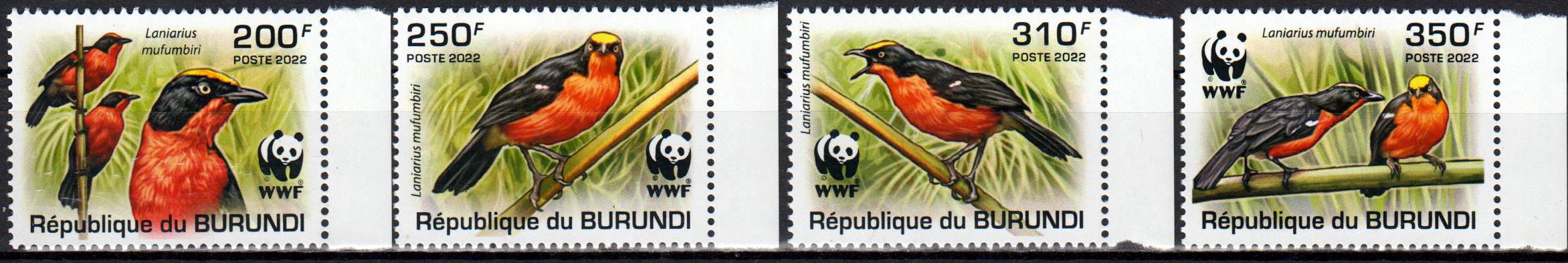 WWF Vogel 2022, Papyruswürger