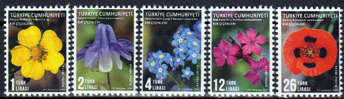 Dauer: Wilde Blumen 2021