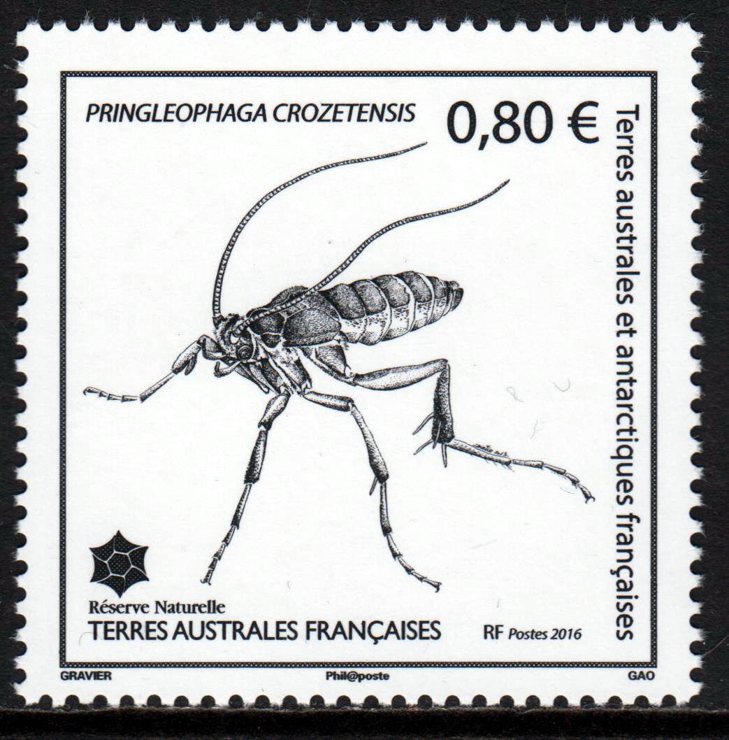 Insekt (16P08)