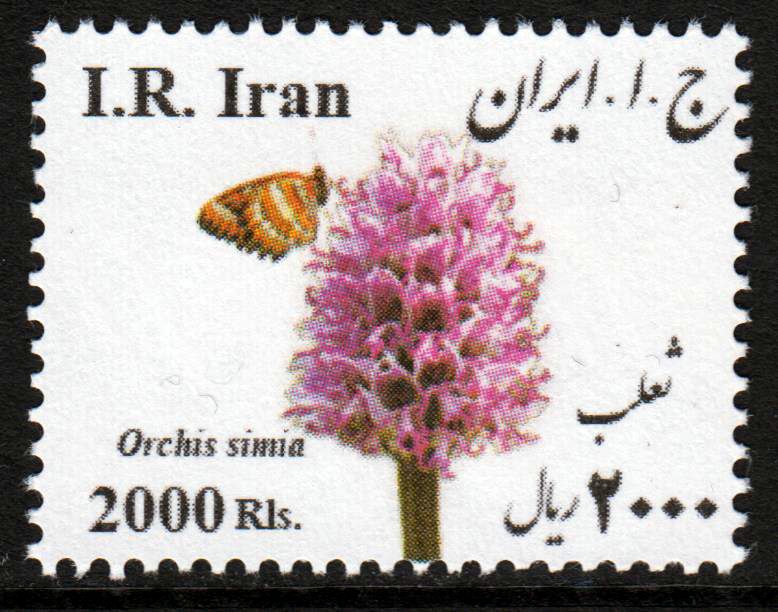 Dauer: Med. Pflanzen, Schmetterling (P02)