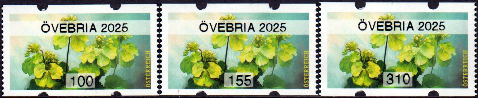 Sommer 2025, Frauenmantel "Övebria 2025"