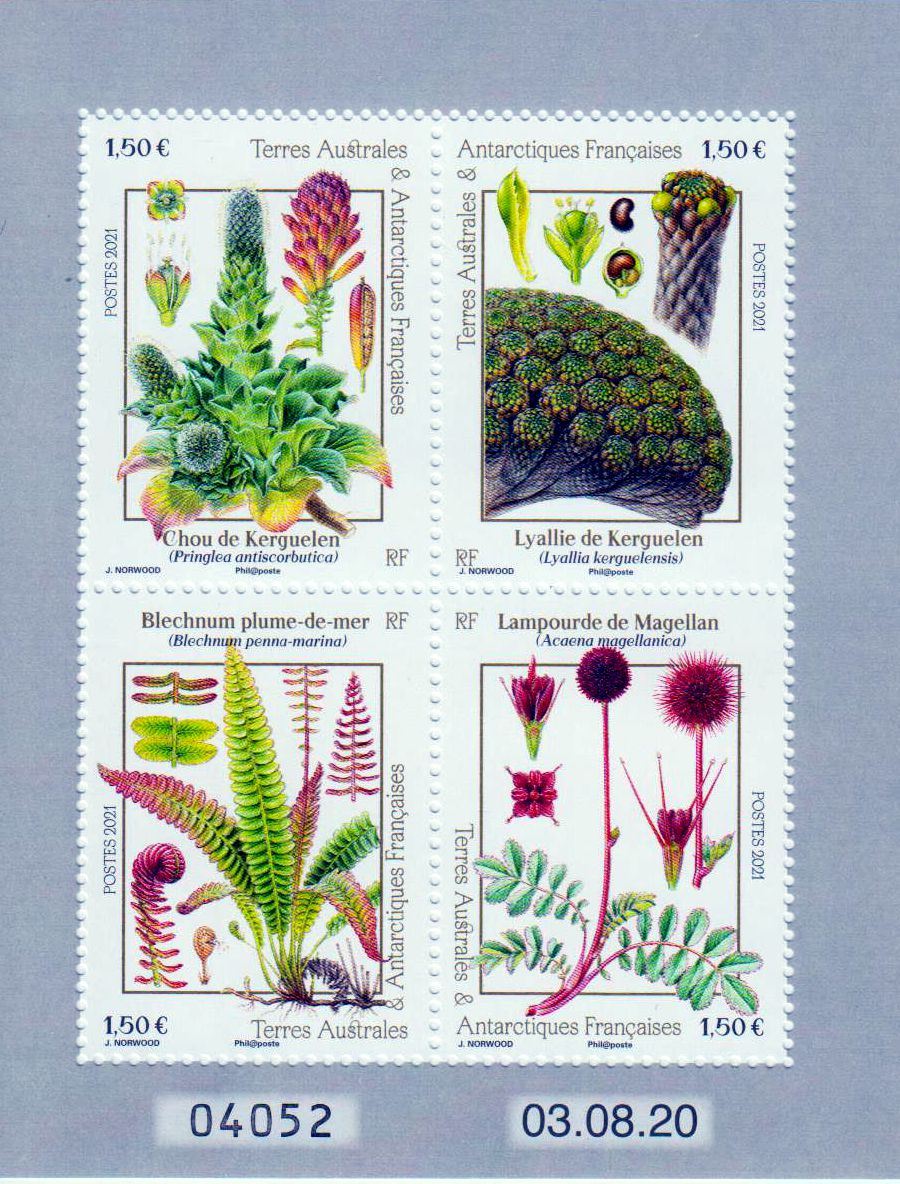 Block: Flora 2021, Kerguelenkohl