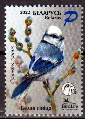 Blaumeise 2022