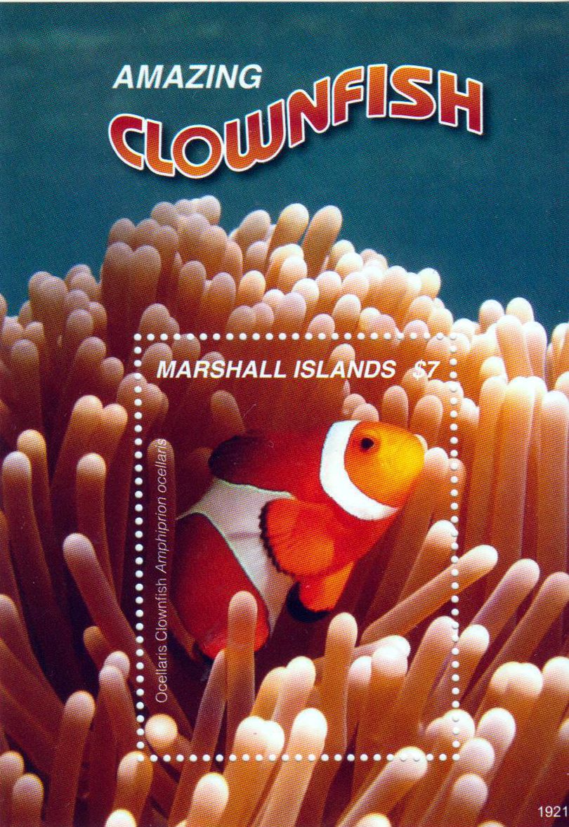 Block:  Falscher Clownfisch 2019