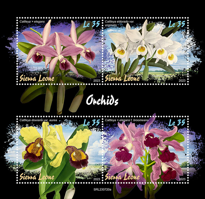 Orchideen 2023