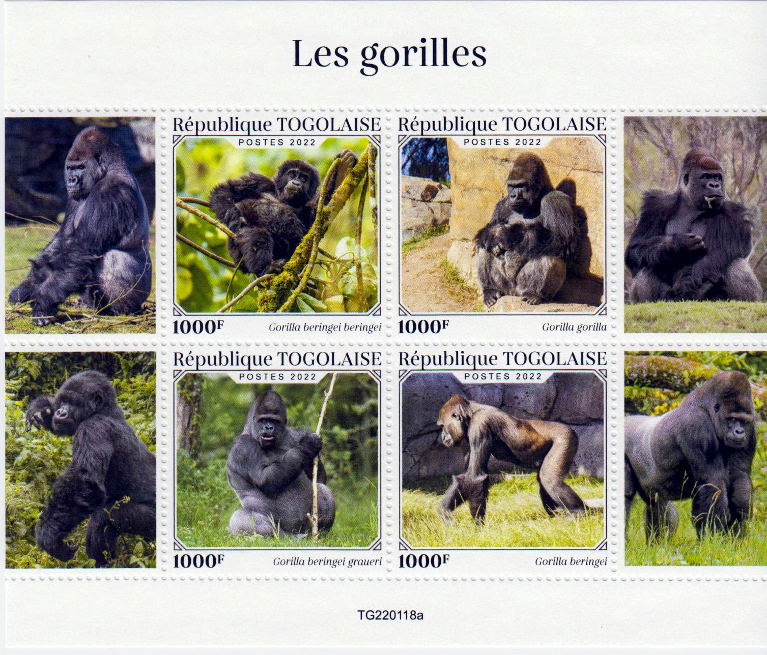 Gorillas 2022