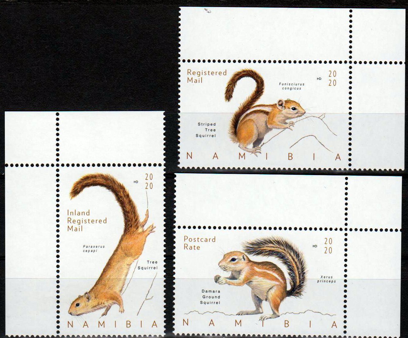 Eichhörnchen 2020