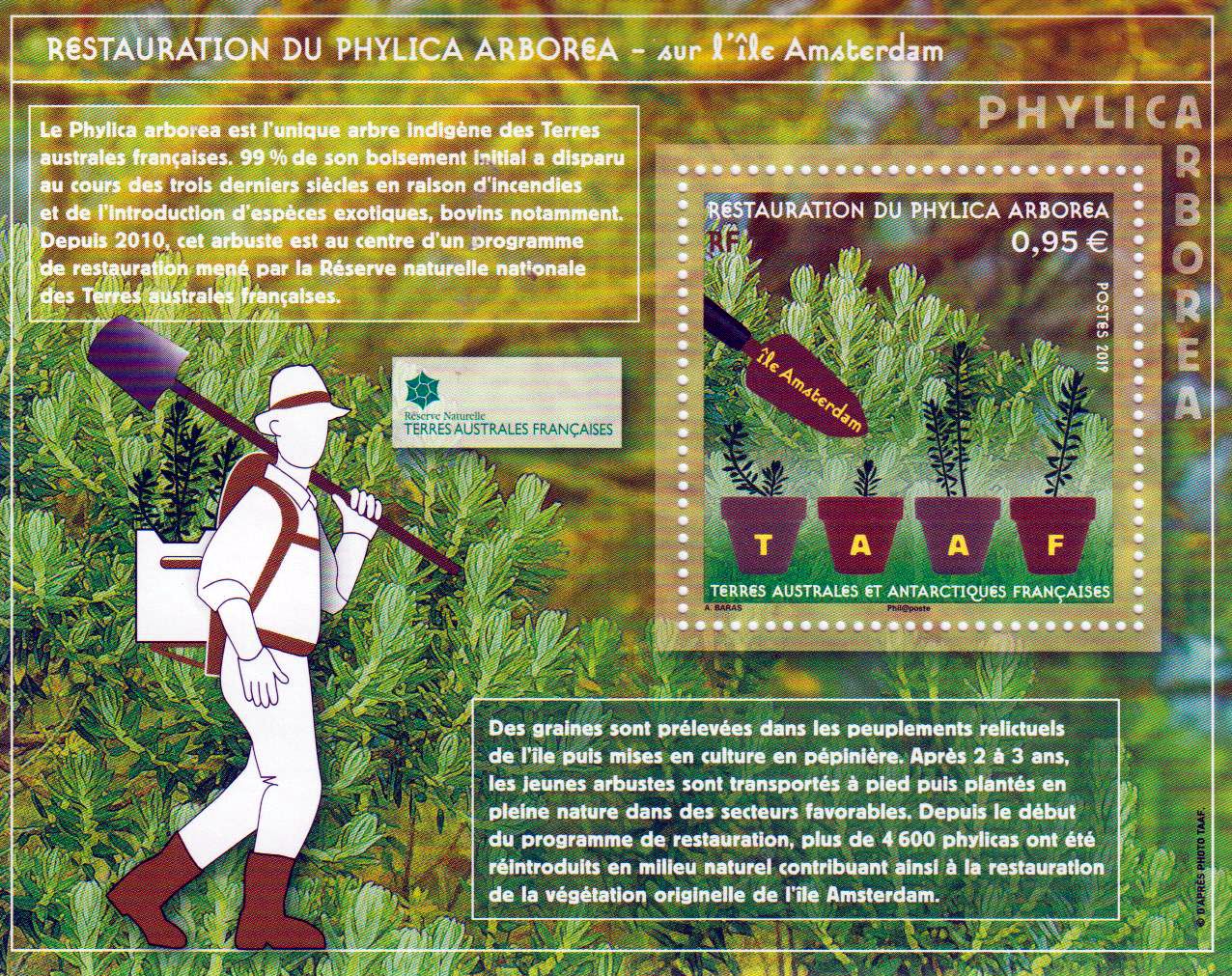 Block: Phylica Arborea 2019, Pflanze