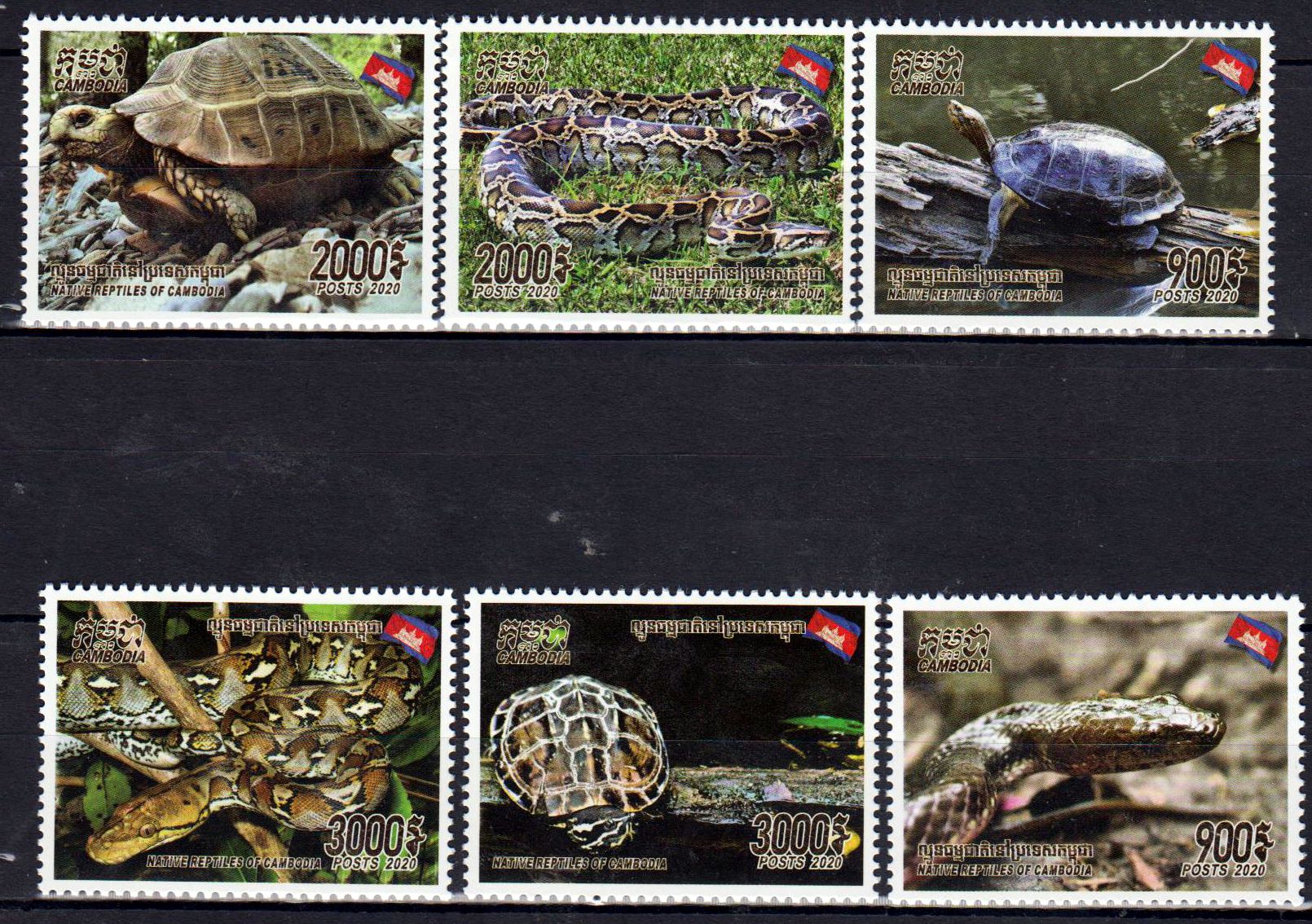Reptilien 2020, Schlangen, Schildkröten