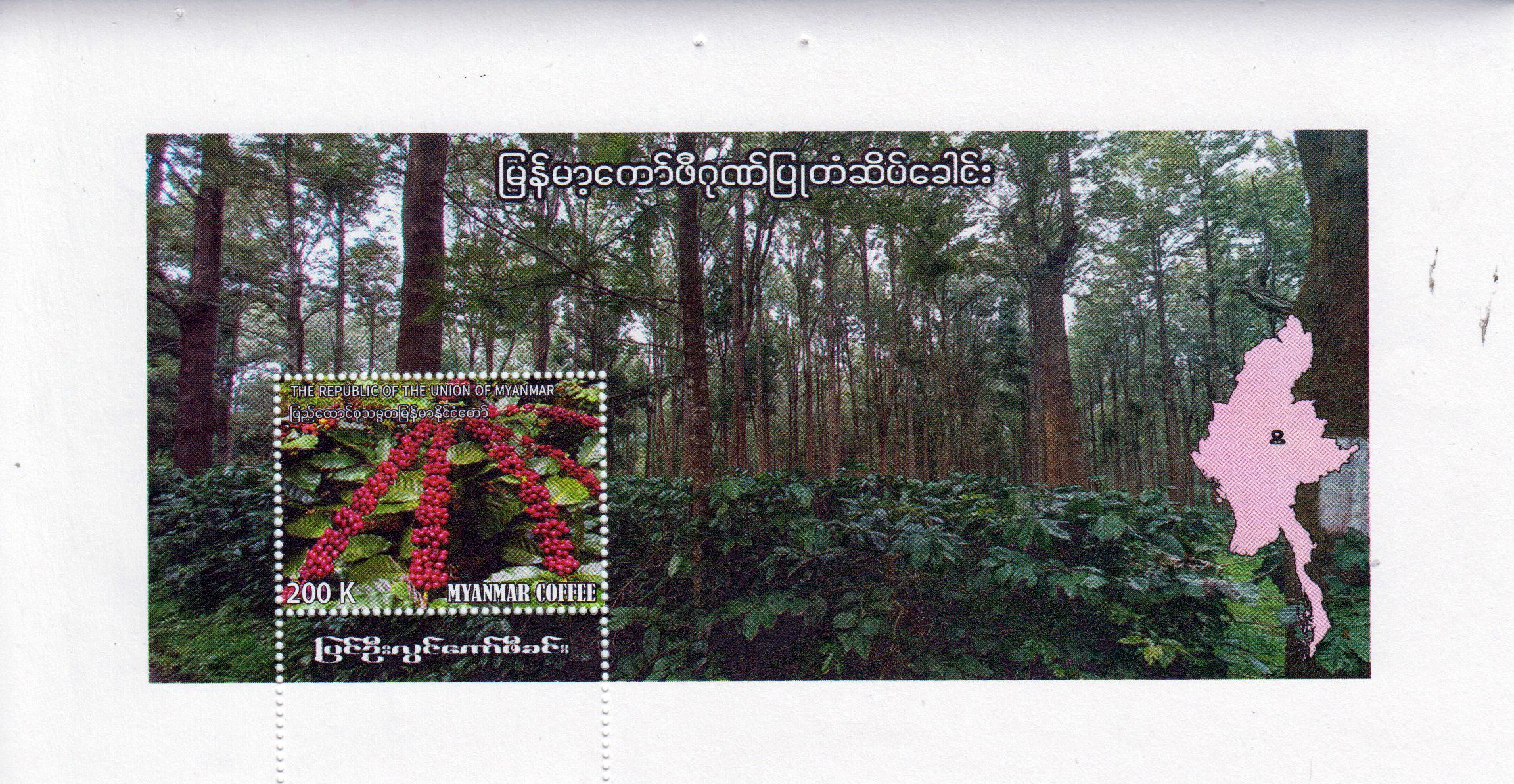 Block: Kaffeeplantage Pyin Oo 2026