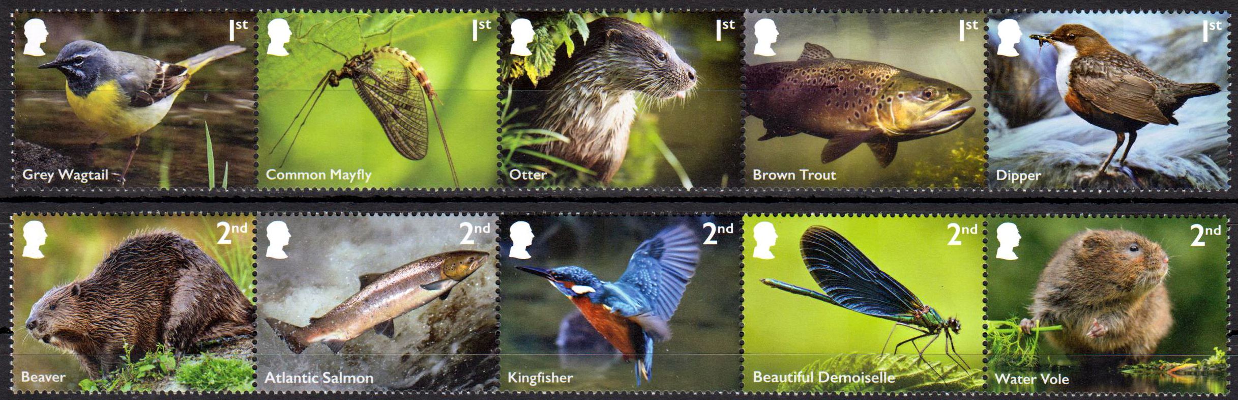 Flusstierwelt 2023, Biber, Vögel, Otter, Fisch
