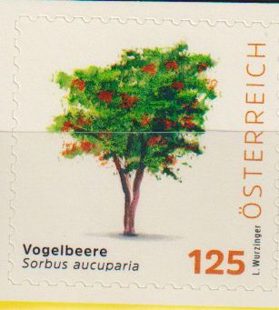 Dauer: Vogelbeere 2026, sk