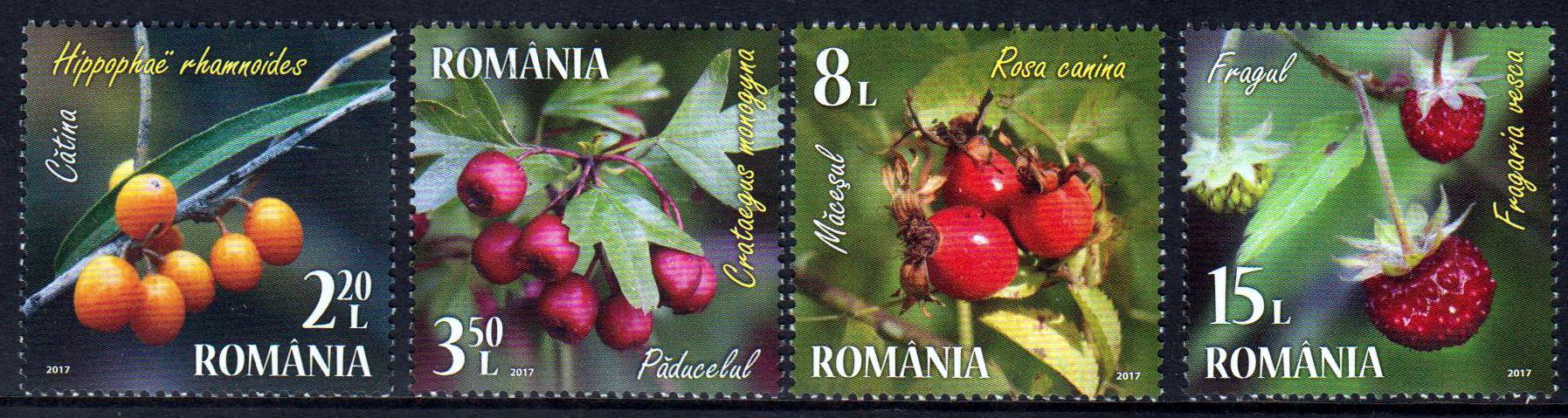 Beeren 2017