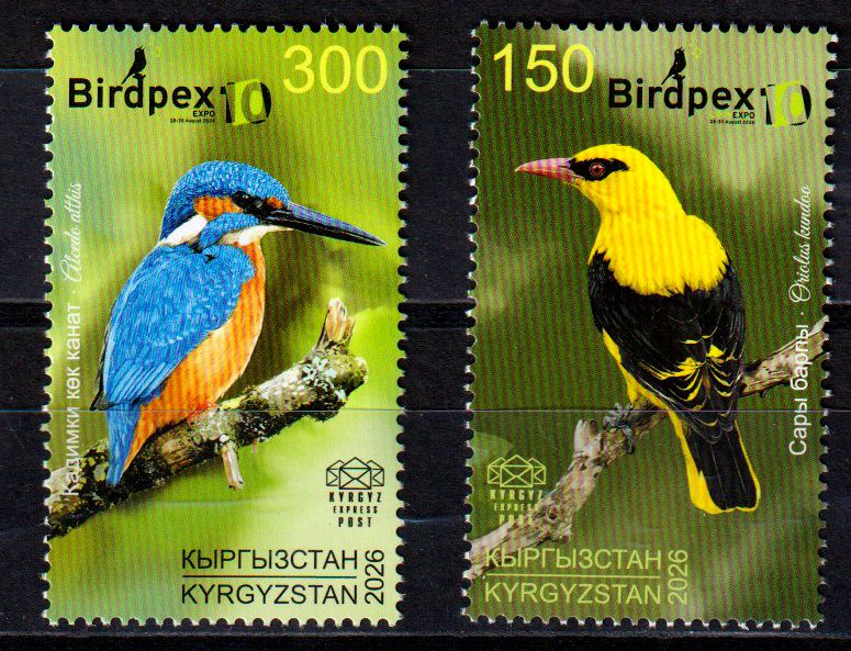 Vögel 2026, Indischer Pirol und Eisvogel