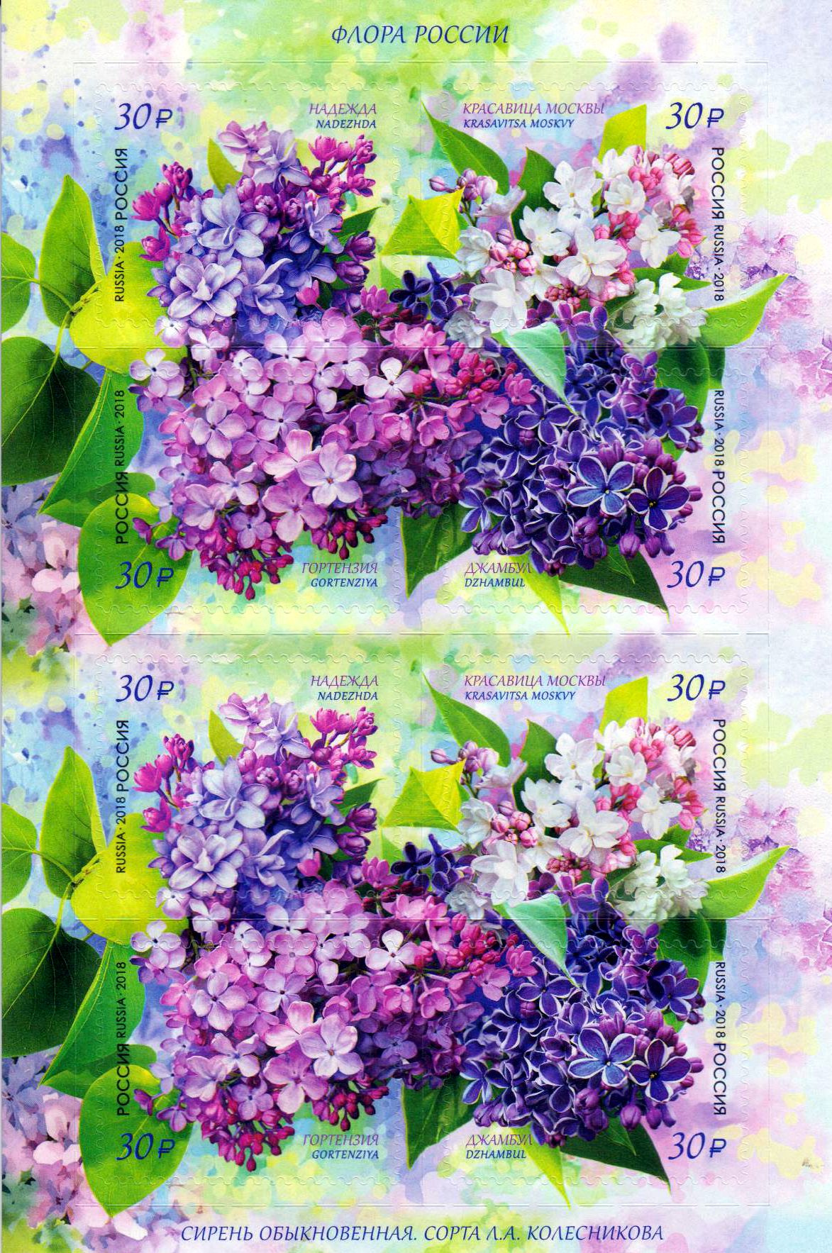 Russische Flora, Flieder, sk